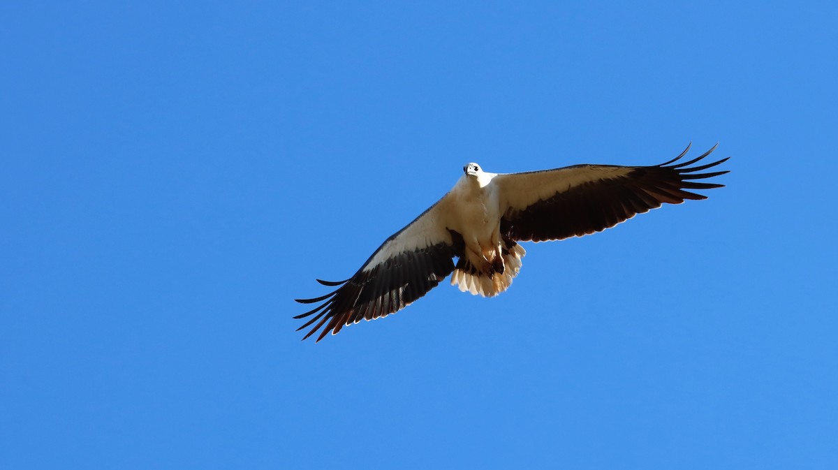 White-bellied Sea-Eagle - ML485530731