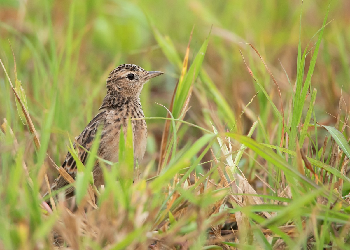 Oriental Skylark - ML485531661