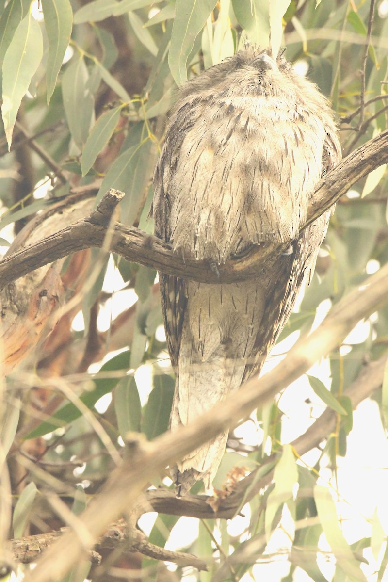 Tawny Frogmouth - ML485532731