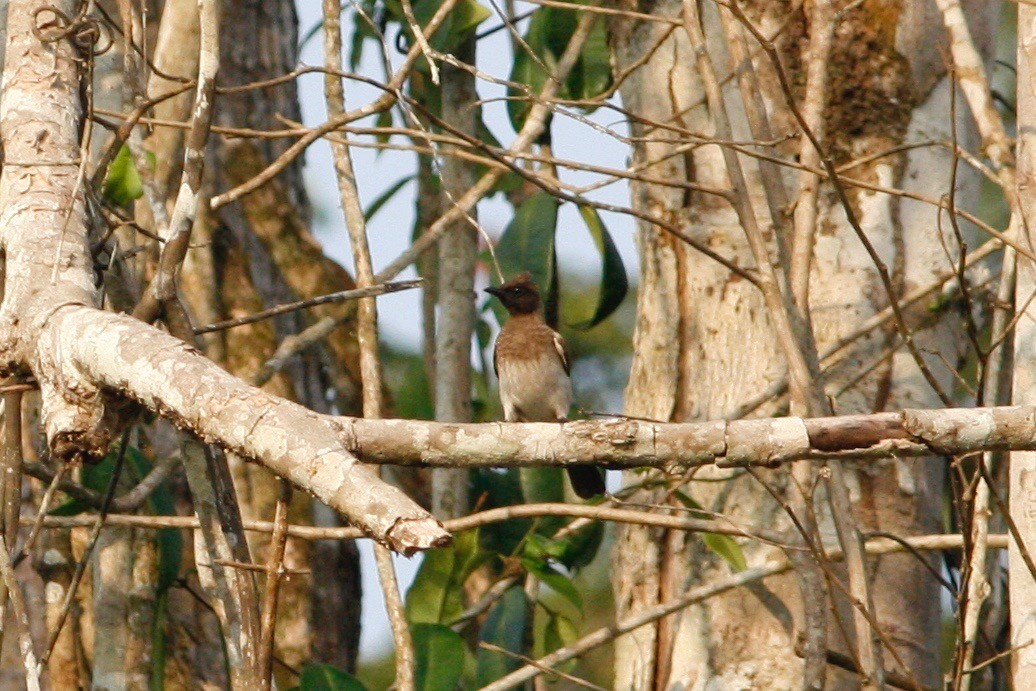 Common Bulbul - ML48553311