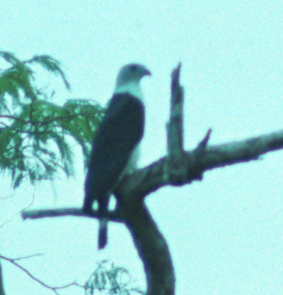 Gray-headed Kite - ML48553351