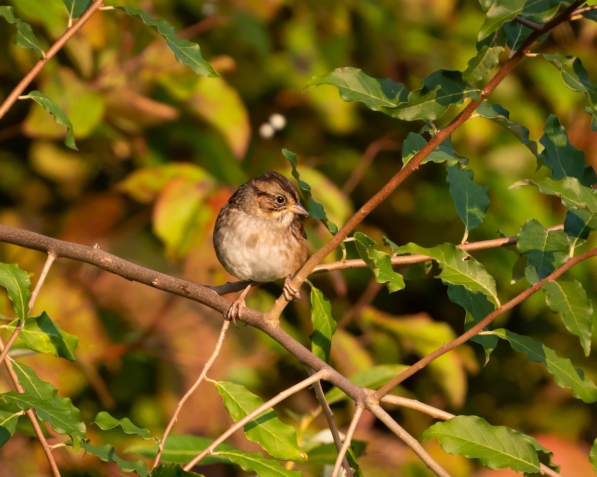 Swamp Sparrow - ML485534271