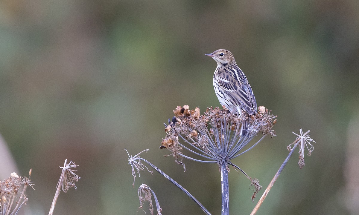 Bisbita del Pechora - ML485534281