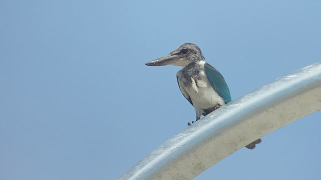 Collared Kingfisher - ML485534591