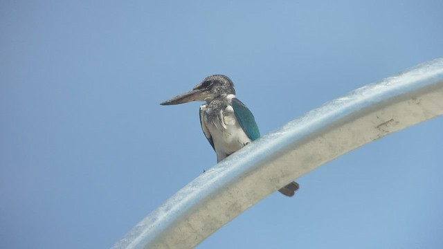 Collared Kingfisher - ML485534611