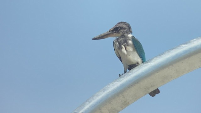 Collared Kingfisher - ML485534621