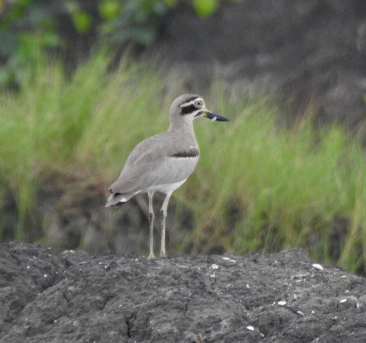 Krabbentriel - ML485534841
