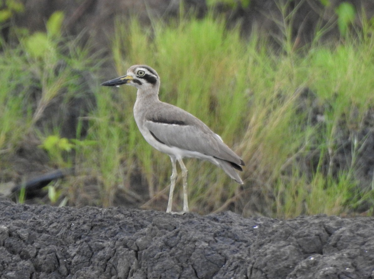 Great Thick-knee - ML485534851