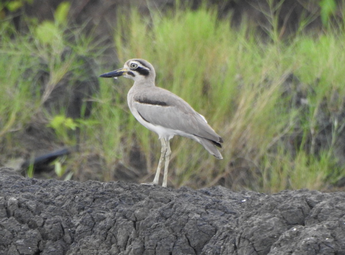 Great Thick-knee - ML485534861