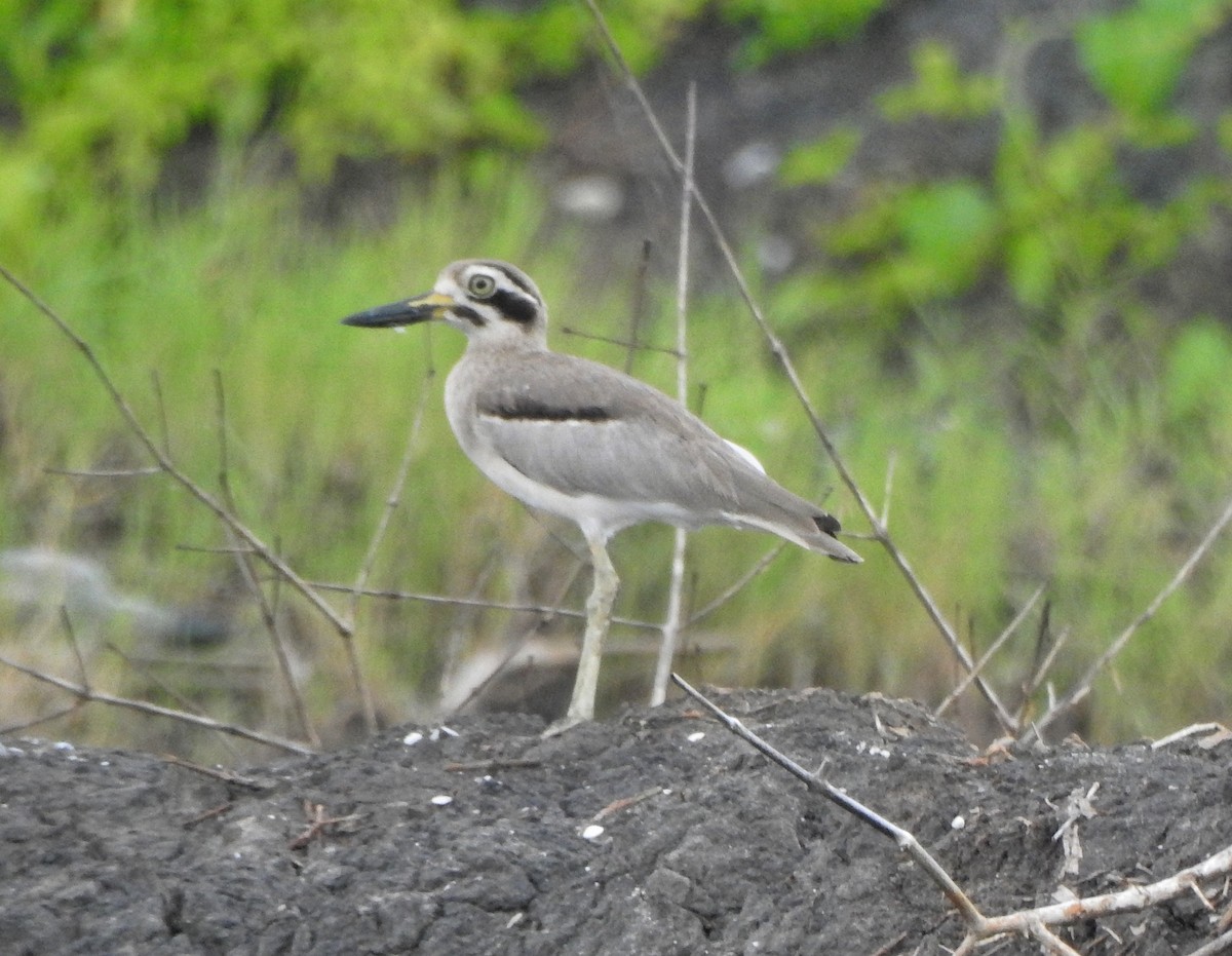 Great Thick-knee - ML485534871