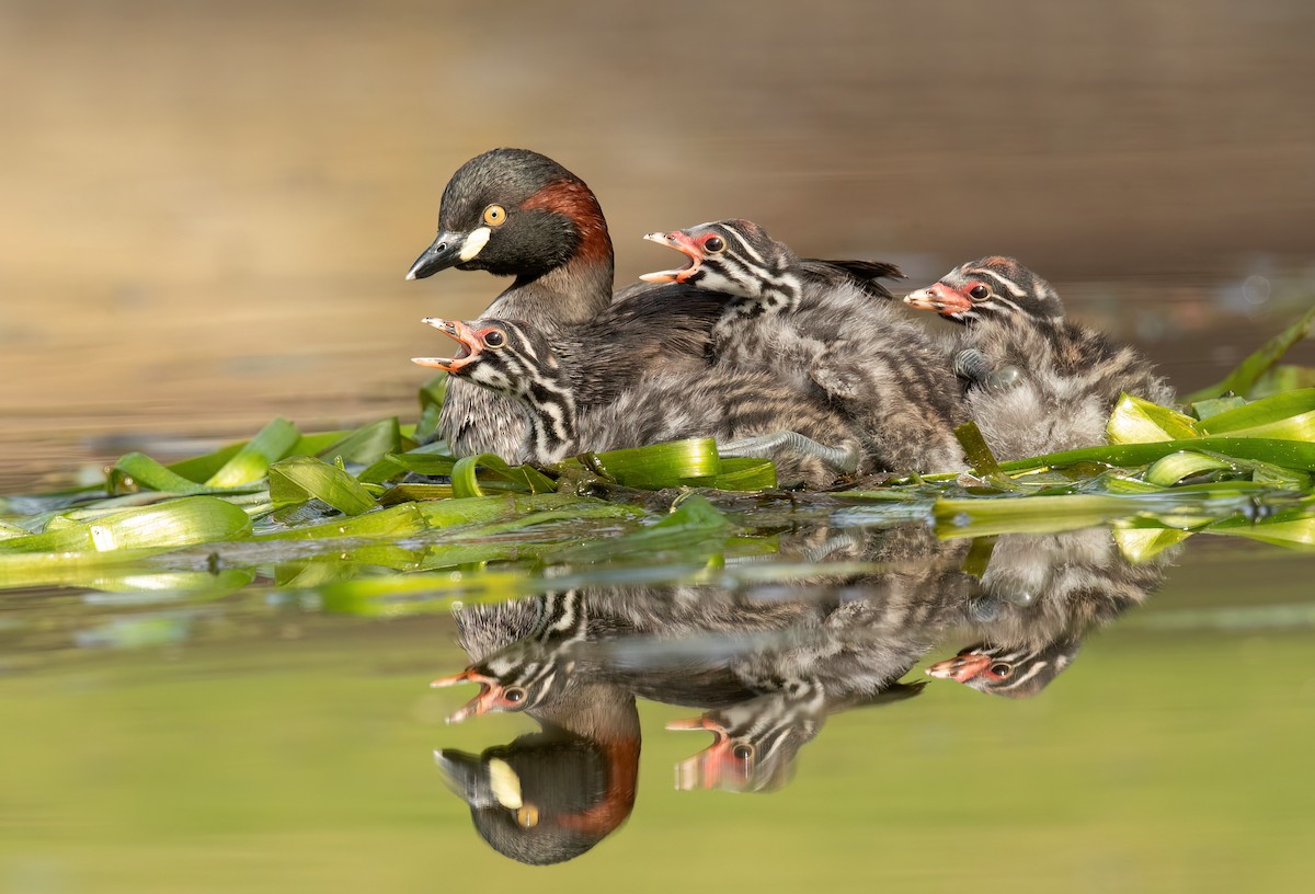 Australasian Grebe - ML485535671