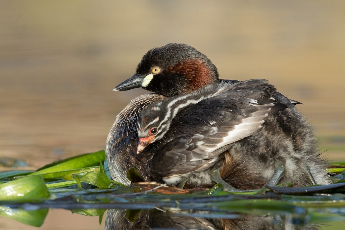 Australasian Grebe - ML485535681