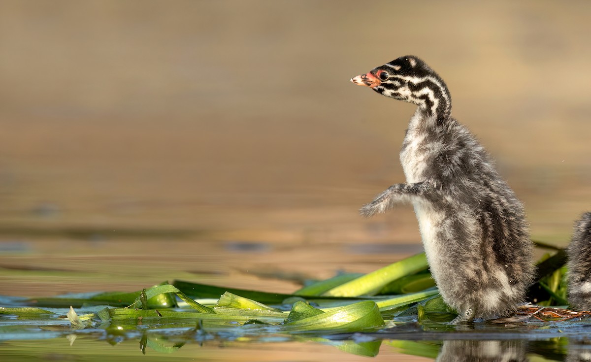 Australasian Grebe - ML485535741