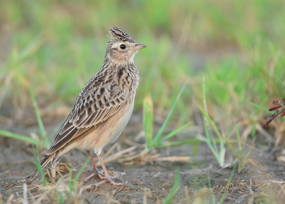 Oriental Skylark - Ayuwat Jearwattanakanok