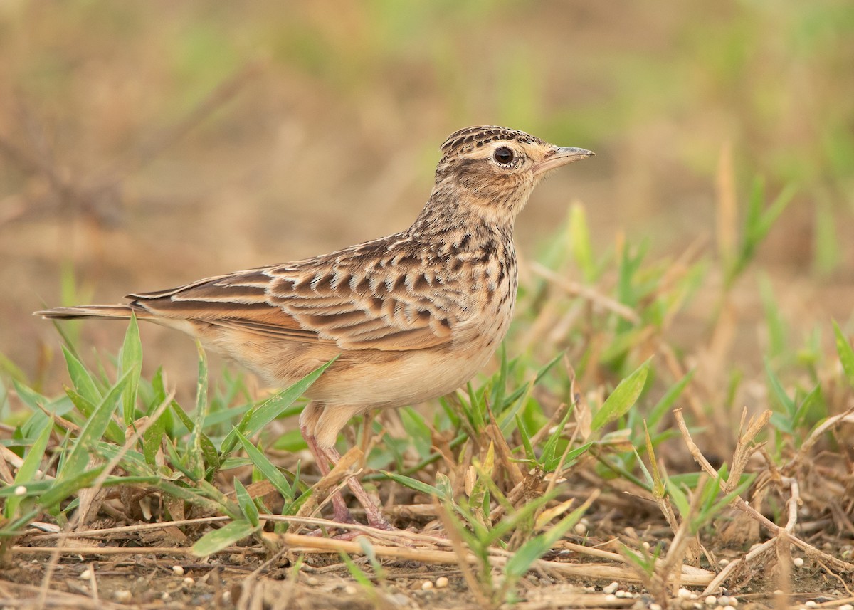 Oriental Skylark - Ayuwat Jearwattanakanok