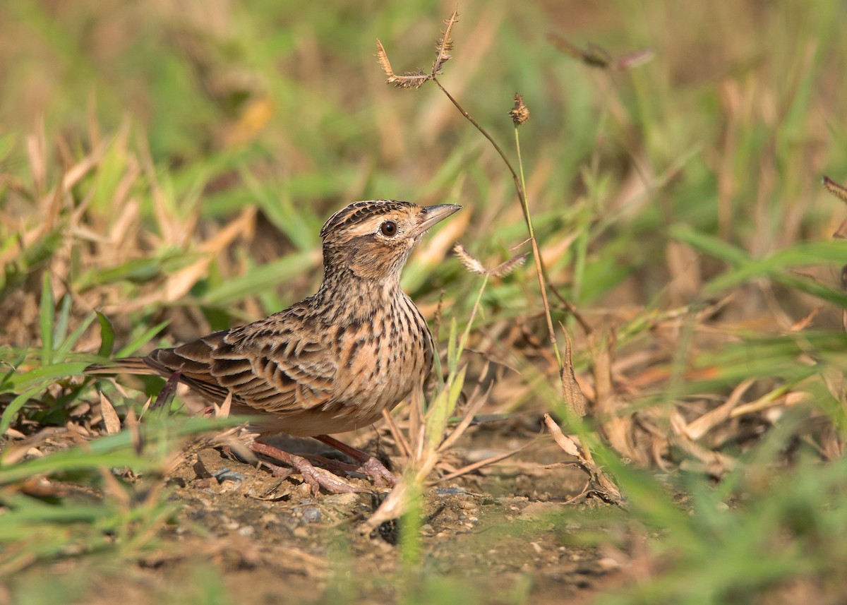 Oriental Skylark - Ayuwat Jearwattanakanok