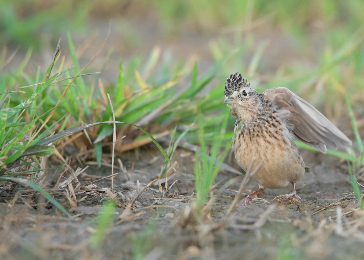 Oriental Skylark - Ayuwat Jearwattanakanok