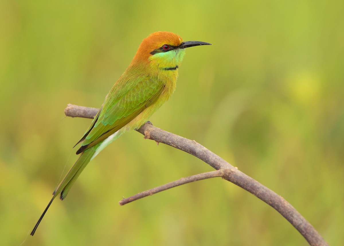 Asian Green Bee-eater - ML485536031