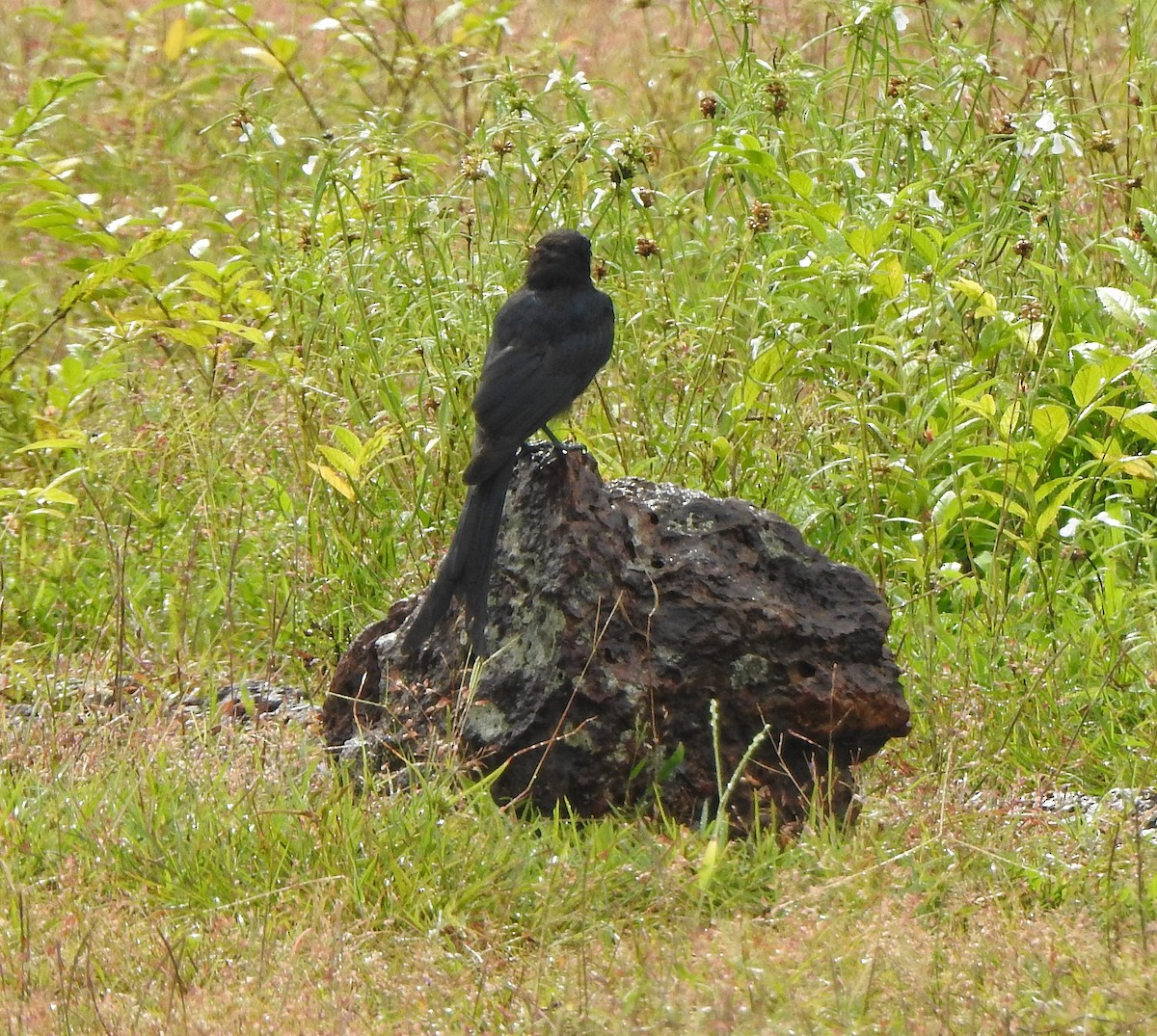 Drongo royal - ML485536681