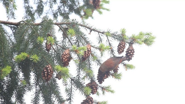 Red Crossbill (Douglas-fir or type 4) - ML485537581