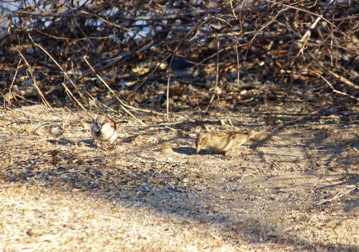 House Sparrow - ML48553851