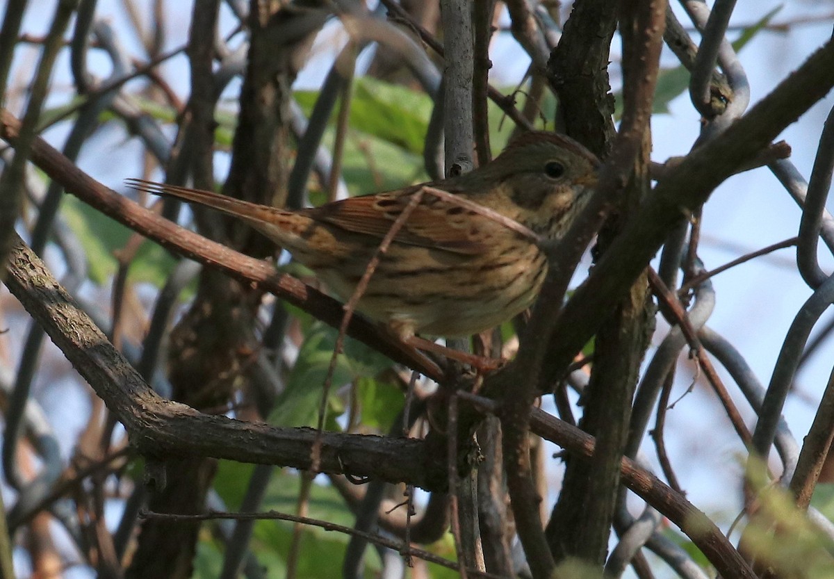 Lincoln's Sparrow - ML485538821