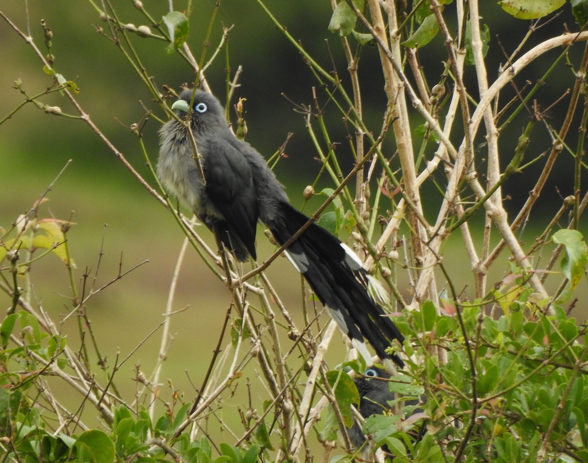 Blue-faced Malkoha - ML485539471