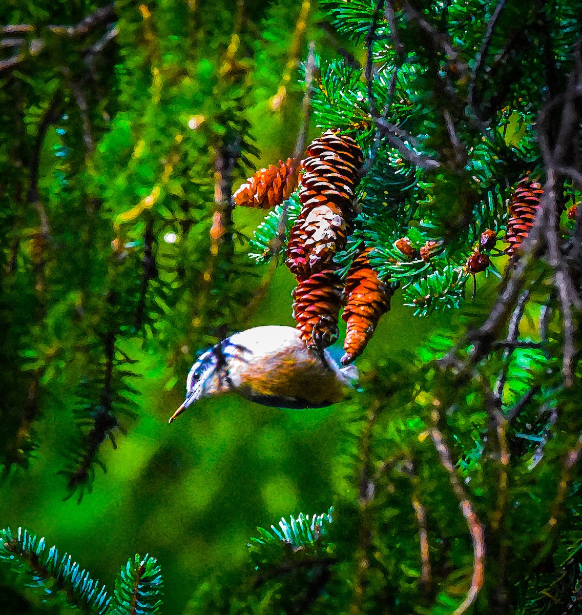 Red-breasted Nuthatch - ML485539571