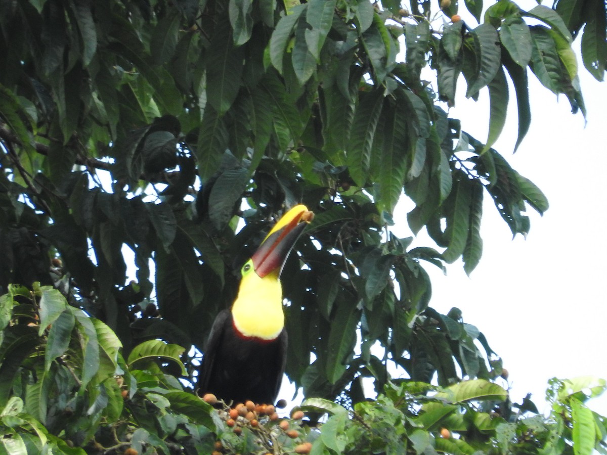 tukan žlutohrdlý - ML48554051