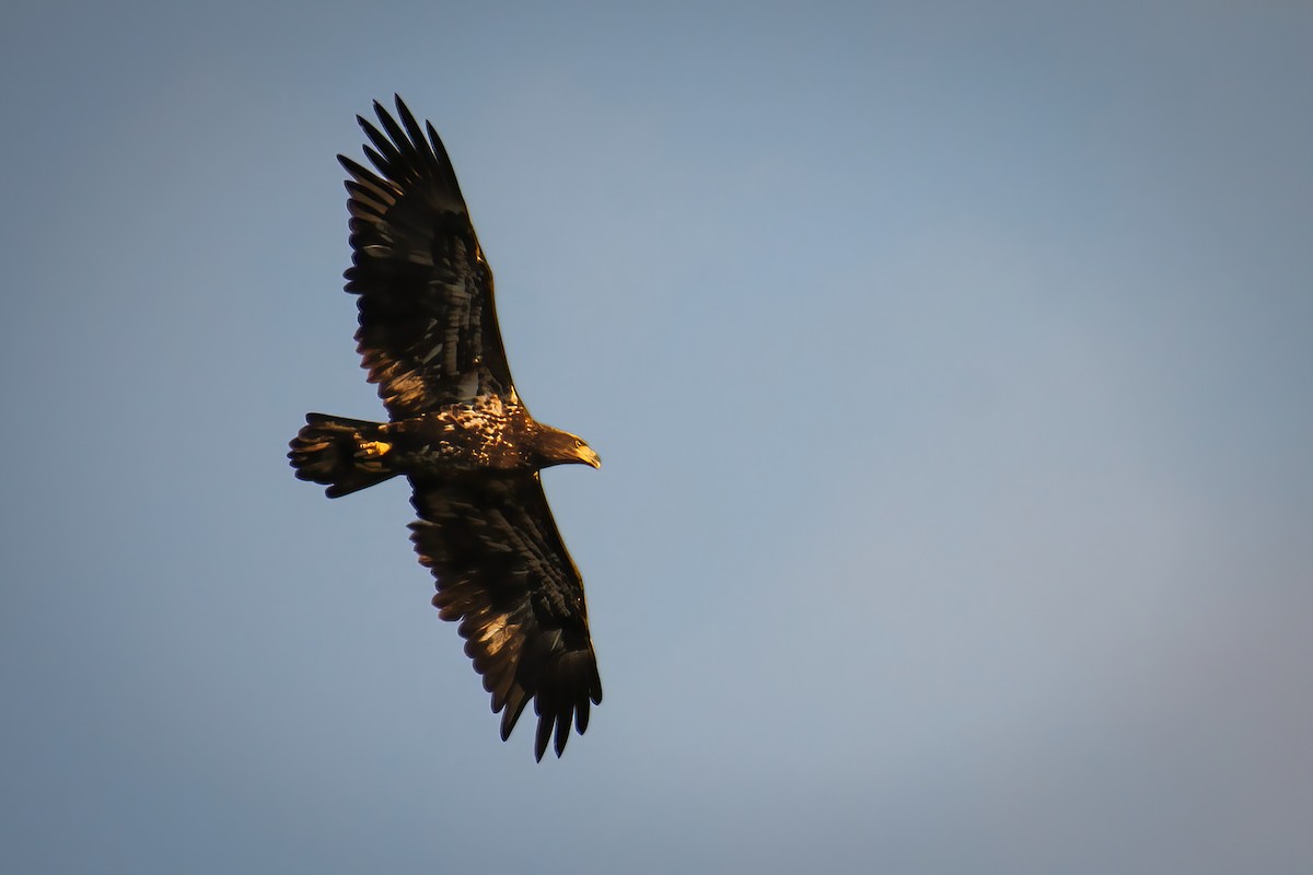 Bald Eagle - ML485541221
