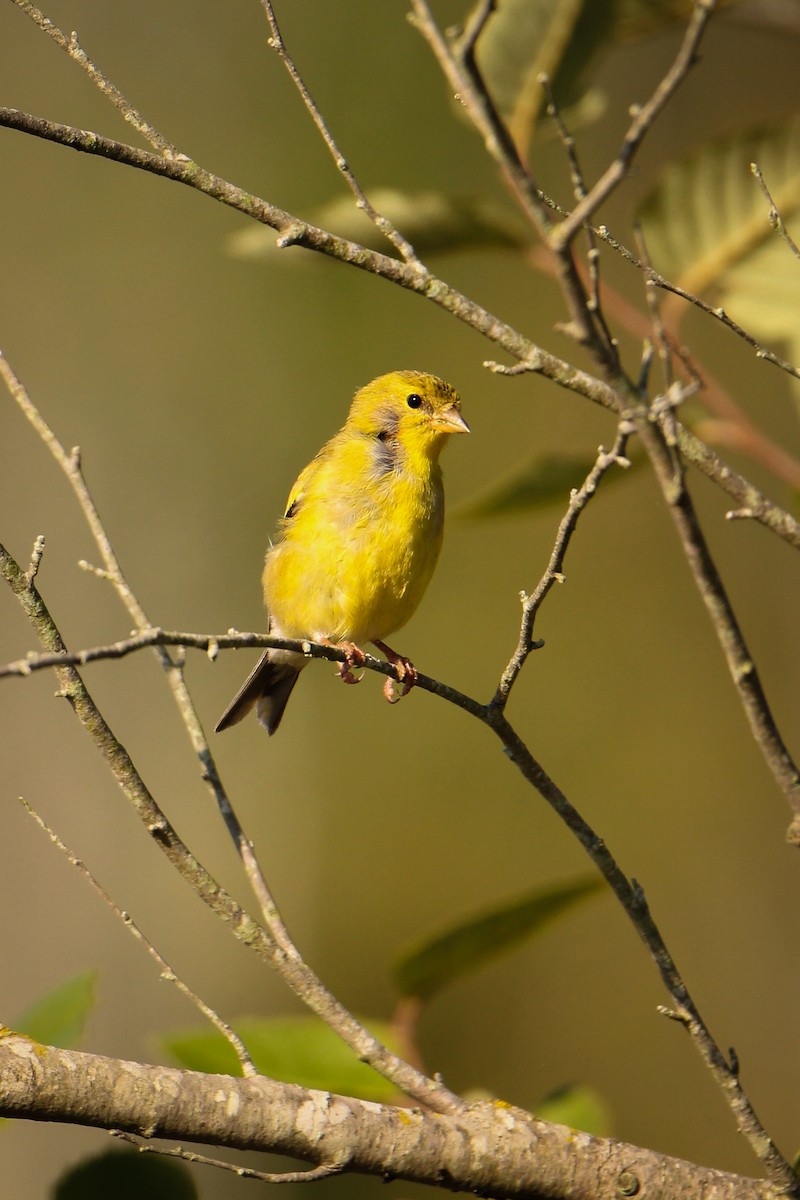 American Goldfinch - ML485541521