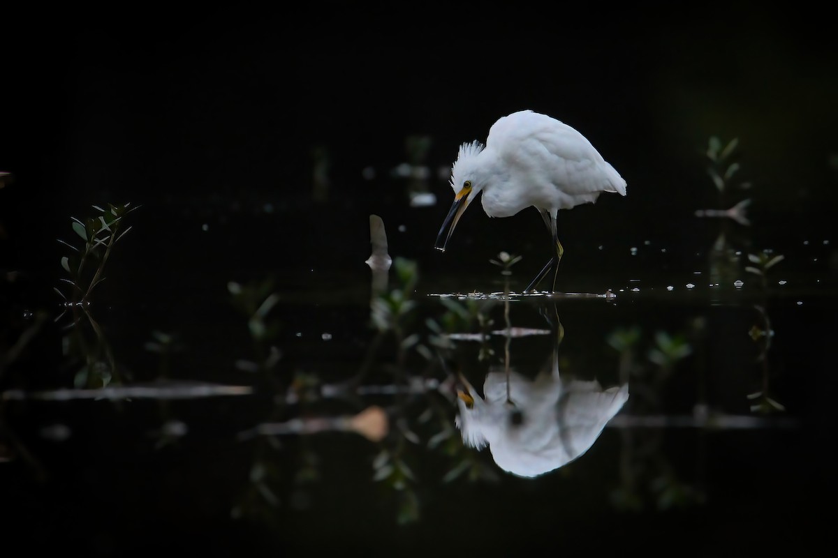 Snowy Egret - ML485542581