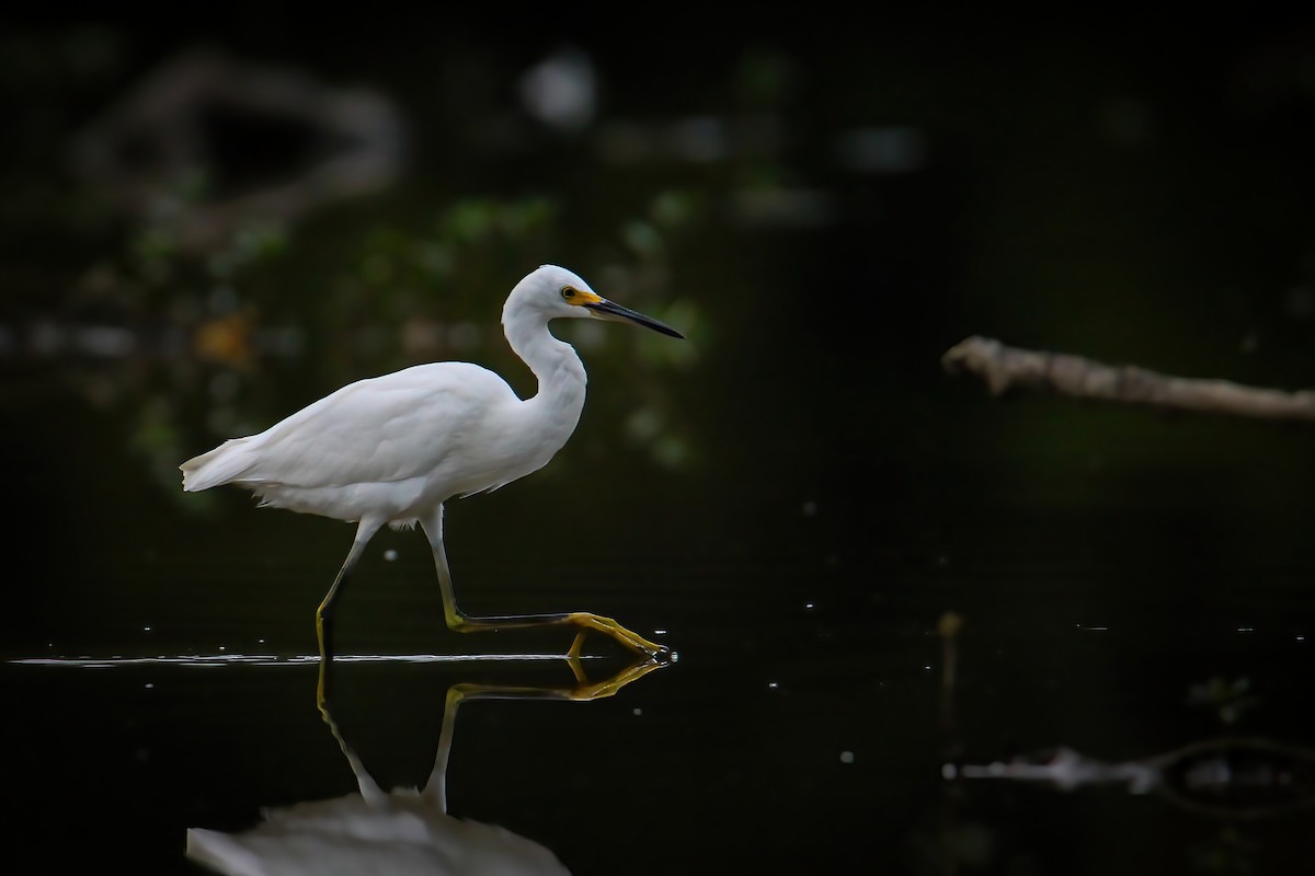 Snowy Egret - ML485542601