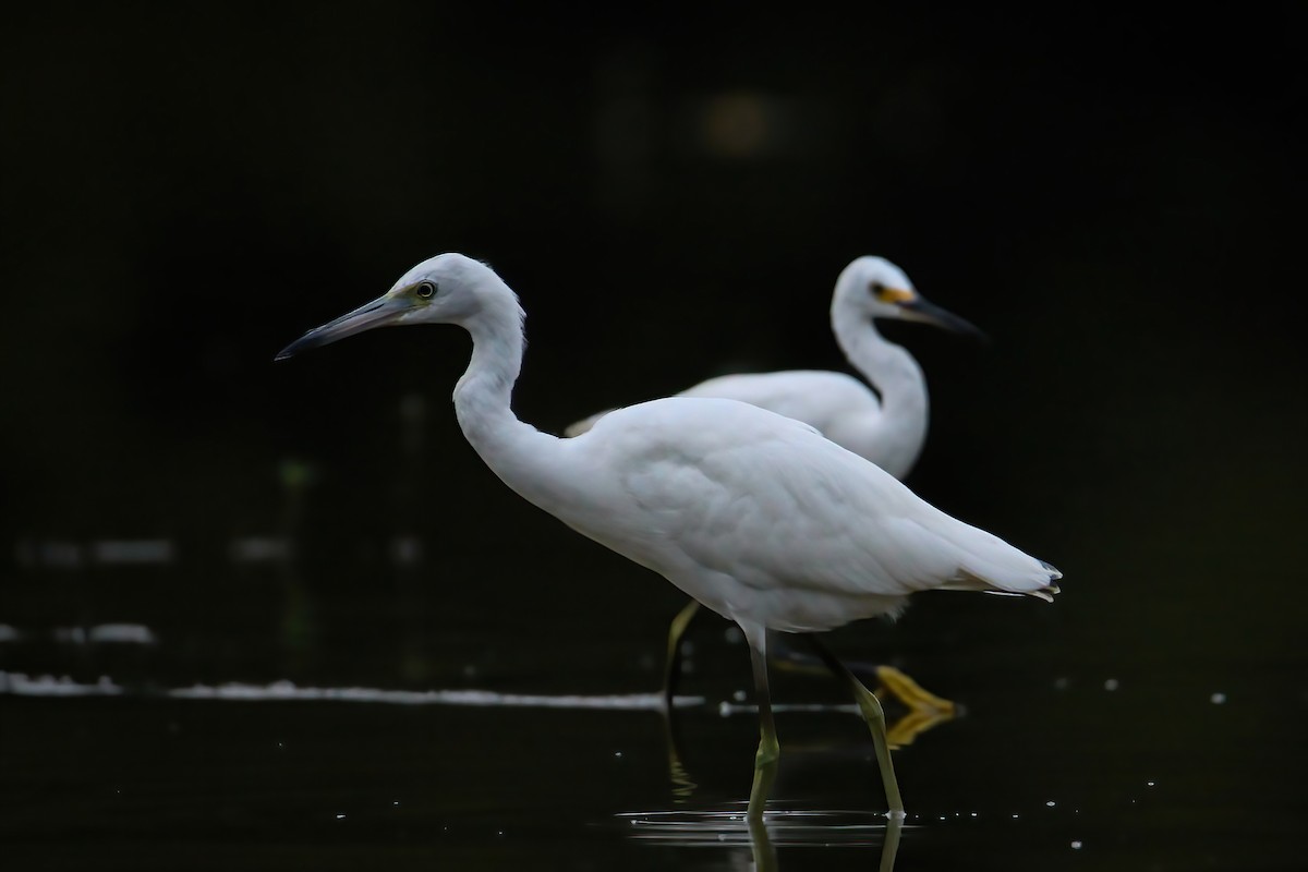 Little Blue Heron - ML485542631