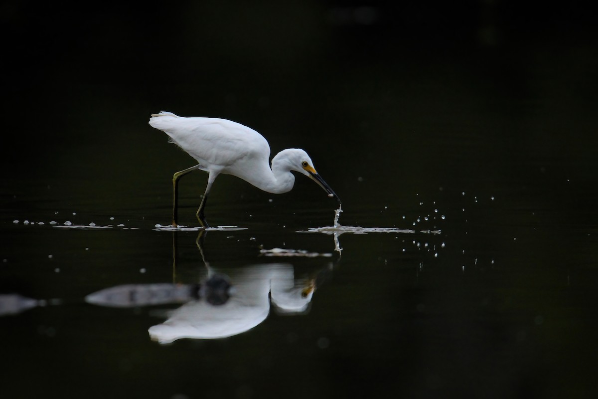 Snowy Egret - ML485542641