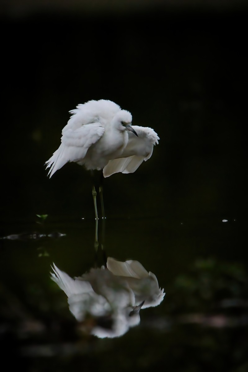 Little Blue Heron - ML485542661