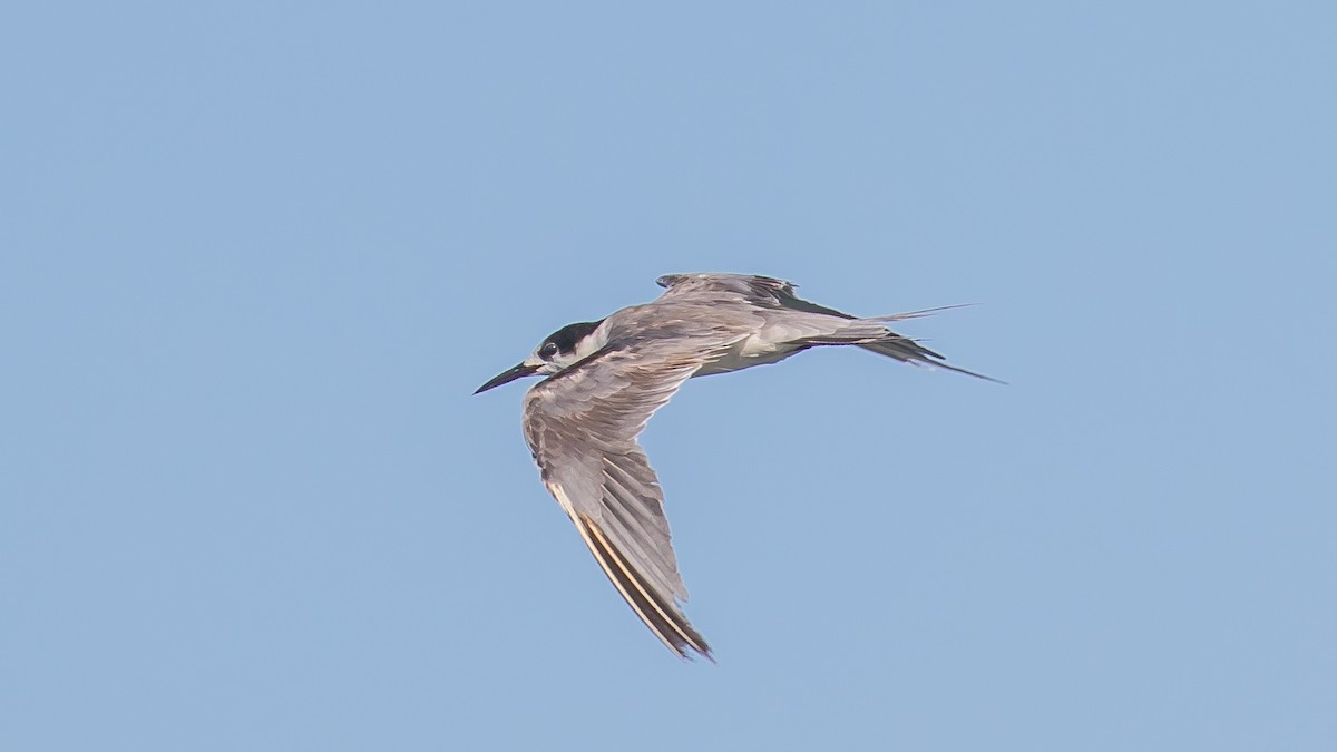 White-cheeked Tern - Milan Martic