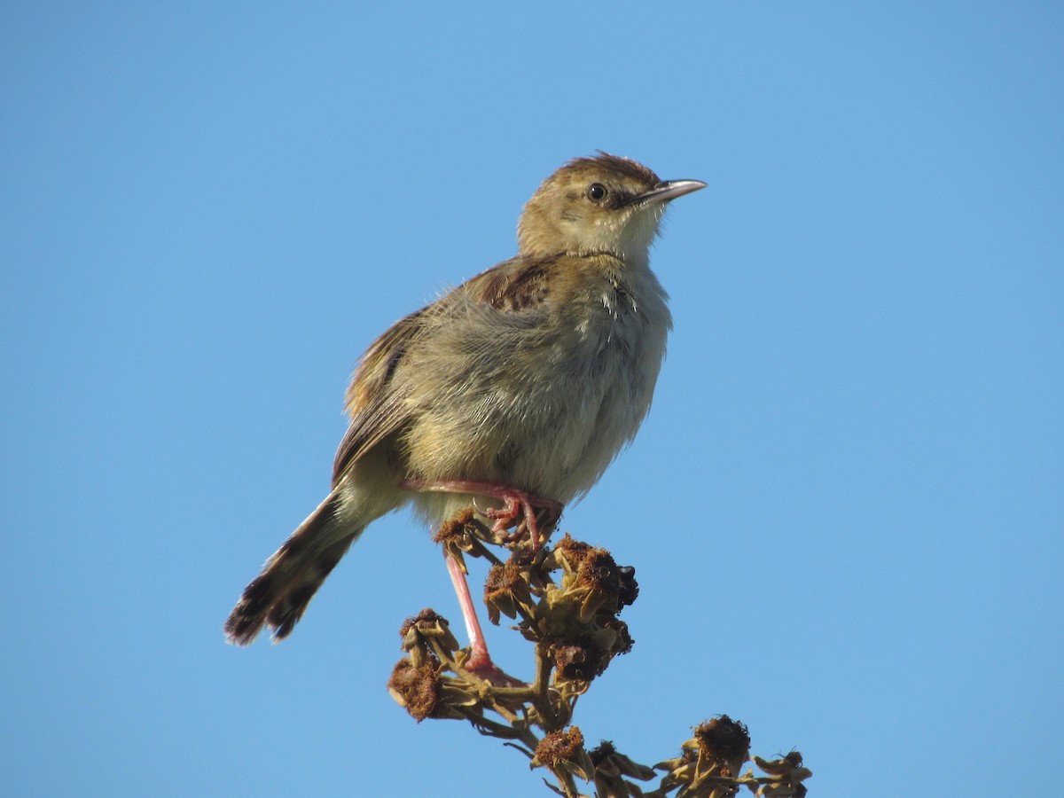 Zitting Cisticola - ML485543791