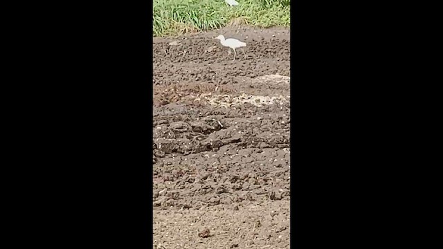 Ruddy Turnstone - ML485544221