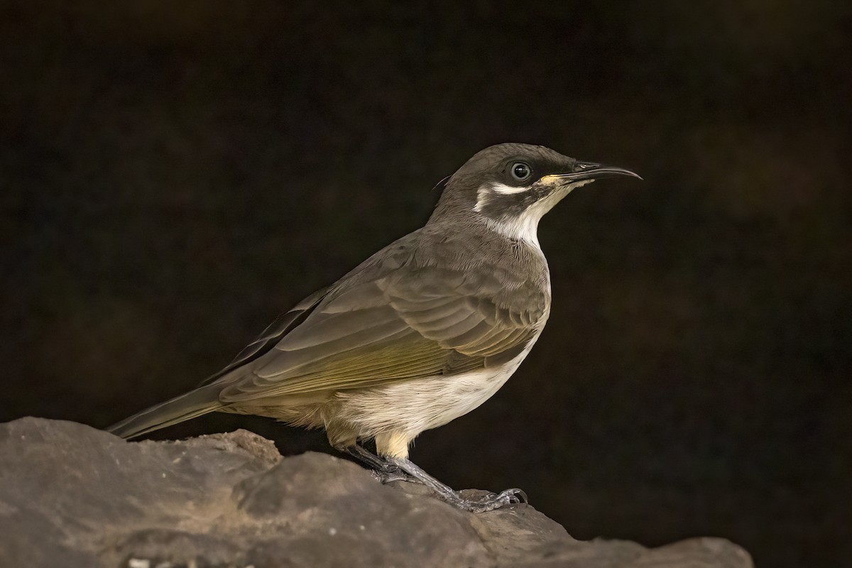 White-lined Honeyeater - ML485544451
