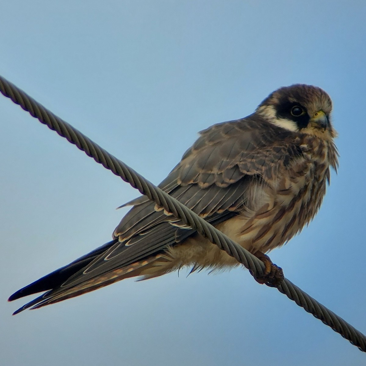 Red-footed Falcon - Jussi Lindström