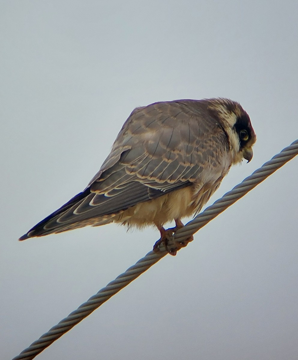 Red-footed Falcon - Jussi Lindström