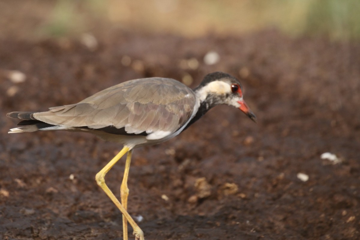 Red-wattled Lapwing - ML485545401