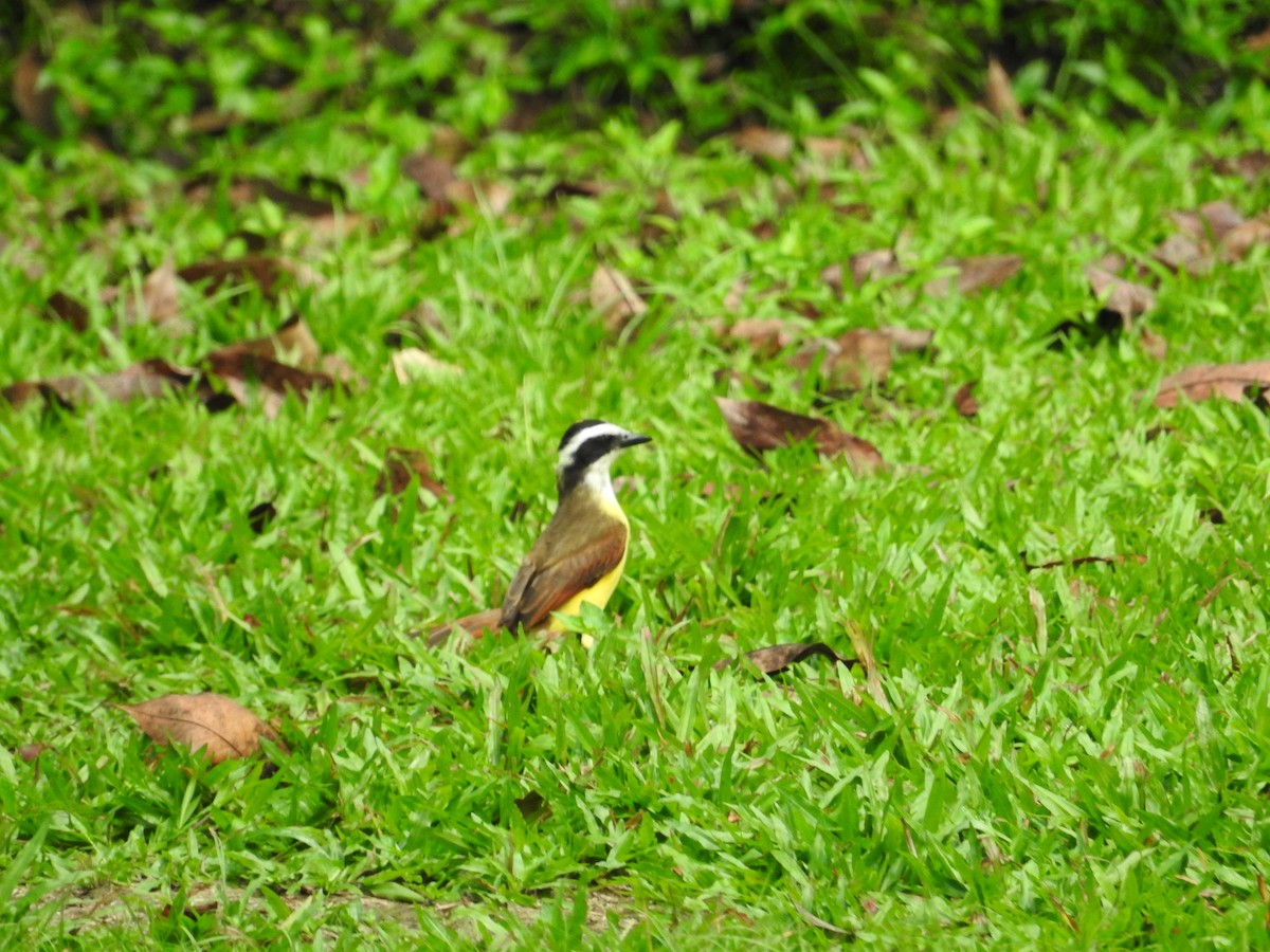 Great Kiskadee - ML48554541