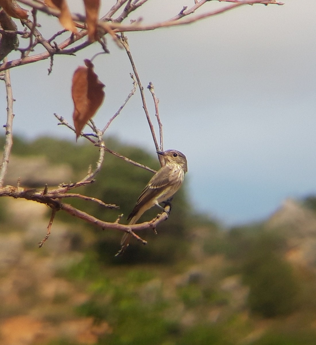 Gobemouche gris - ML485545581