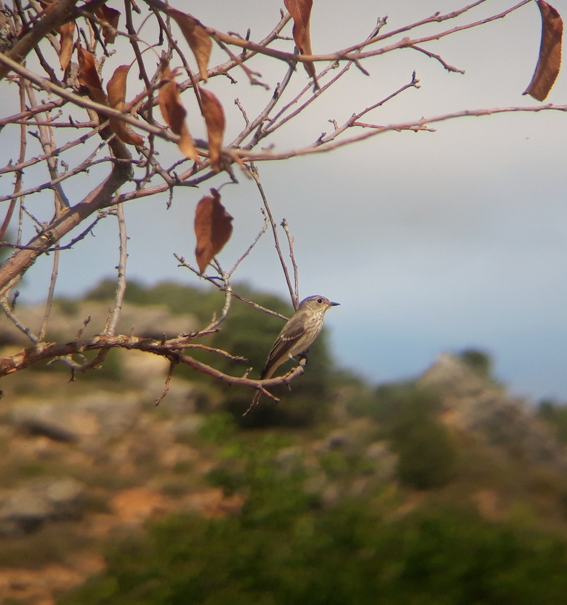 Gobemouche gris - ML485545591