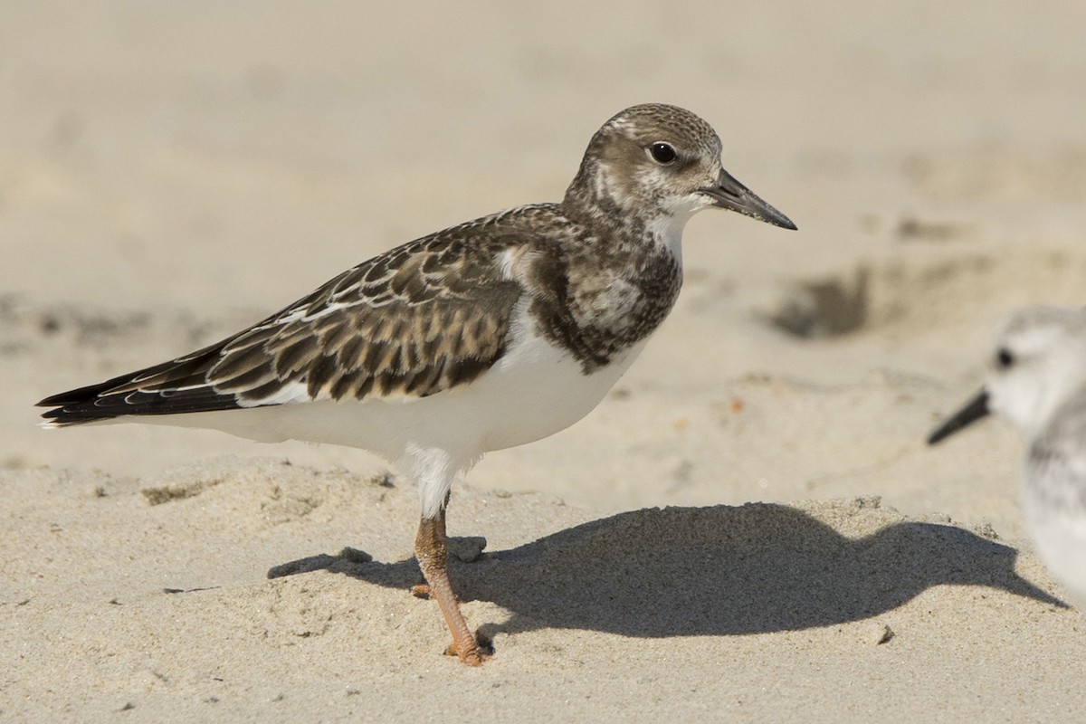 Ruddy Turnstone - ML485545691