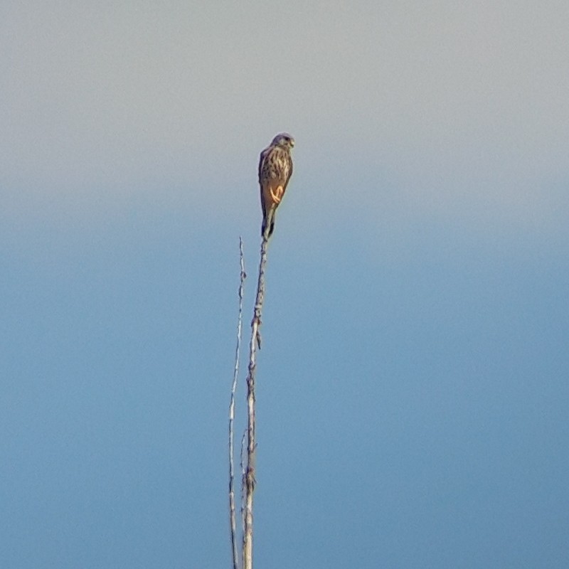 Faucon crécerelle - ML485545741