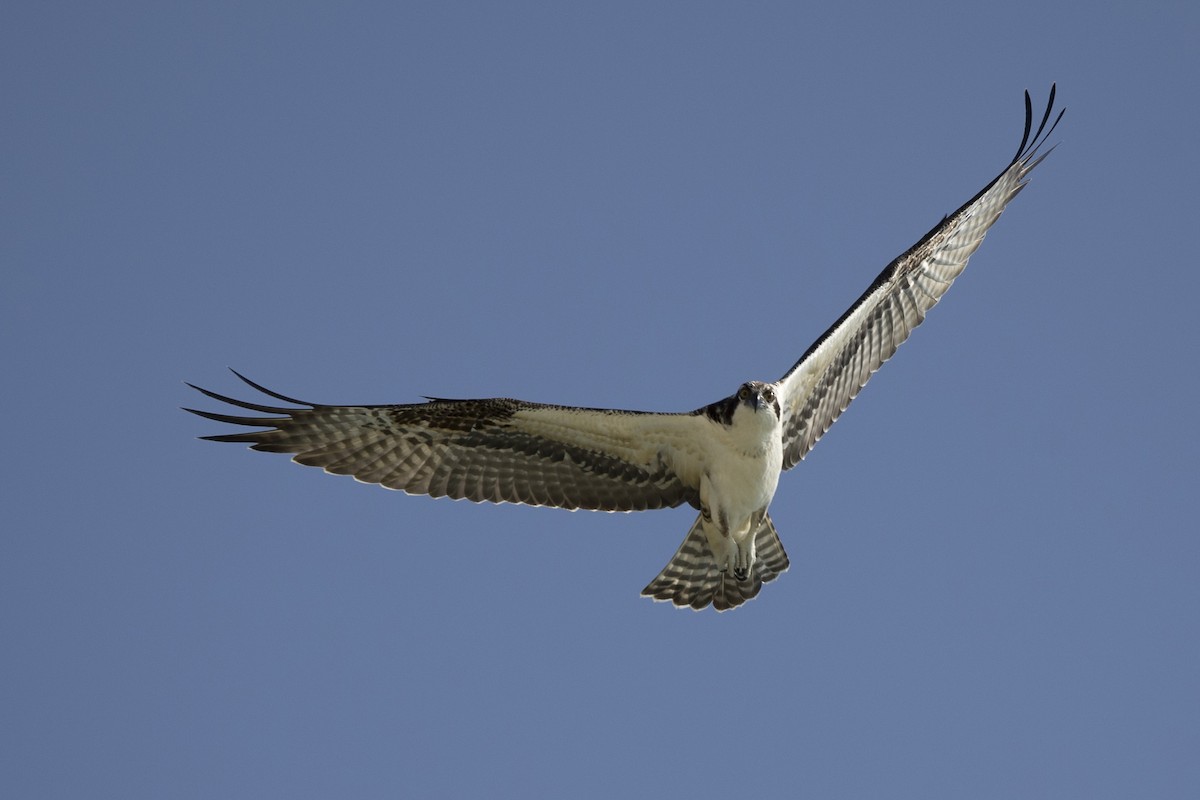 Osprey - ML485545811