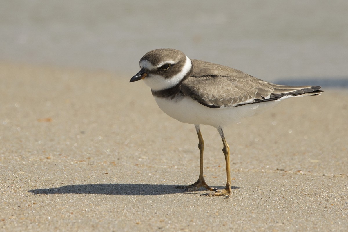 Semipalmated Plover - ML485545981